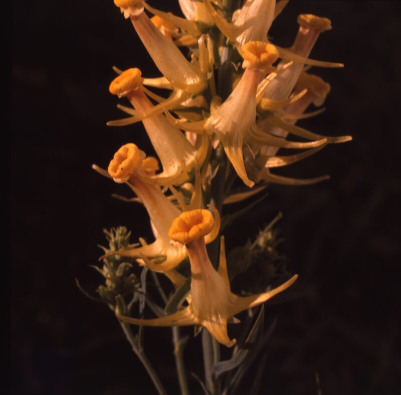 Gula svampar.