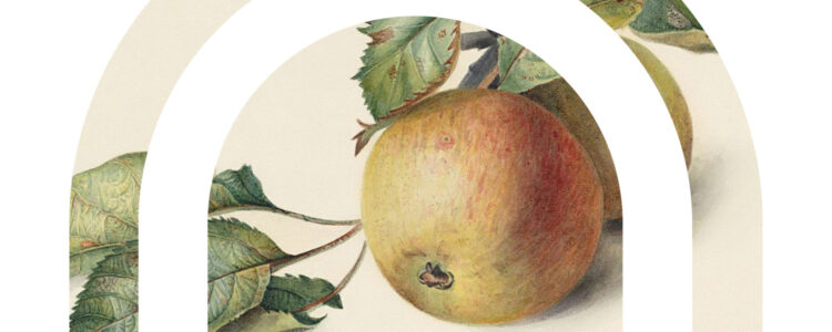 Ett äpple med blad inom en vit ram som formar bokstaven D.