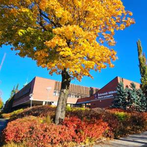 En röd byggnad och några stadshus till höger i bild. En klarblå himmel ovanför, och i förgrunden ett stort träd med gula, skinande löv. Längst ner en växtlighet i form av låga buskar med röda blad.