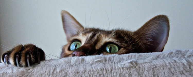 Foto. Katt tittar upp bakom en soffa.