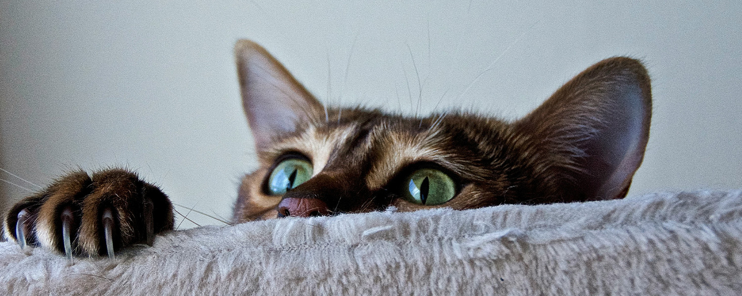 Foto. Katt tittar upp bakom en soffa.